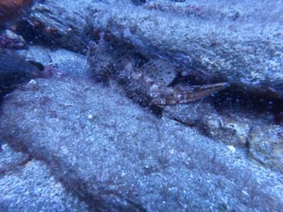 Scuba Diving Experience for Beginners _Beach