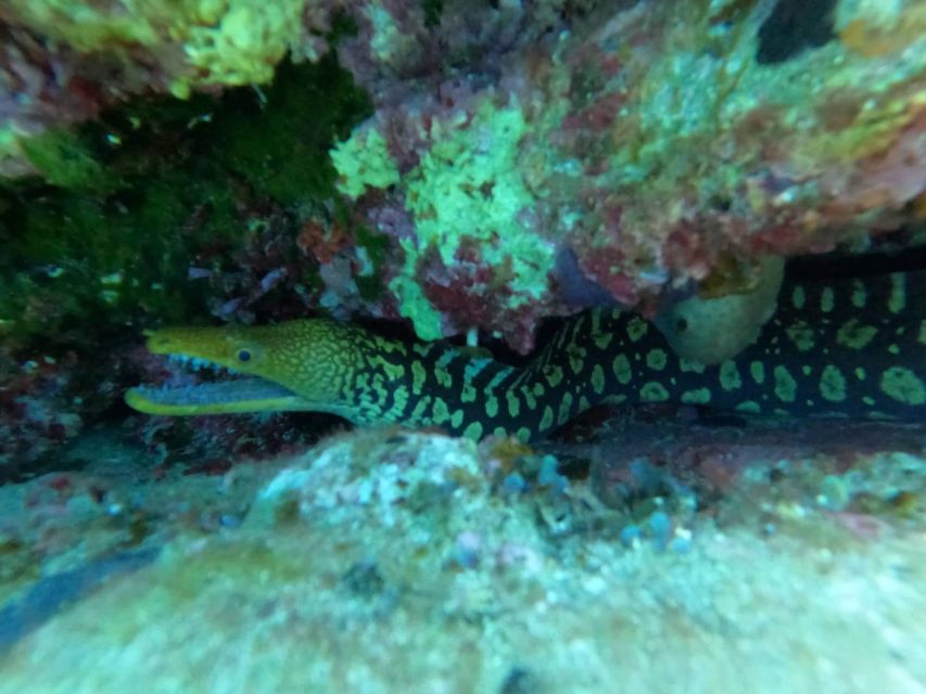 Heraklion: Scuba Diving Experience for Beginners _Beach - What you see below the surface