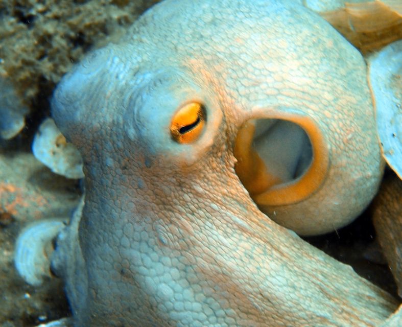 Heraklion: Scuba Diving Experience for First-Timers - Who will enjoy this activity most