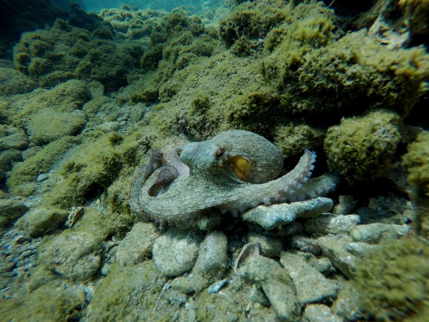Heraklion: Try Scuba Diving For Beginners (1 dive) - Useful planning advice for your Crete day
