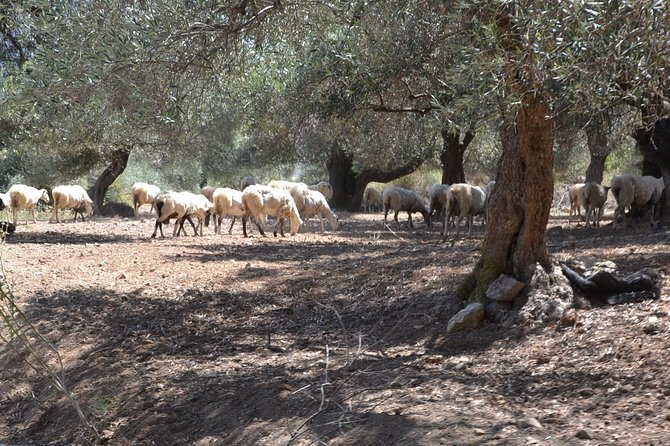 Jeep Safari 4x4 Crete real off road mountain tracks with Lunch from Hersonissos - Kalo Chorio, a useful village pause