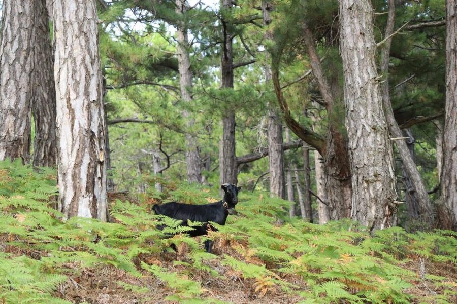 Jeep Safari in Thassos Mountain - Theologos, old stone houses, and local stories