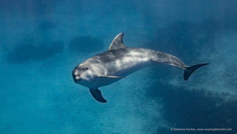 Kamiros Skala : Marine Life Experience & Alimia Island - What the guides add to the experience