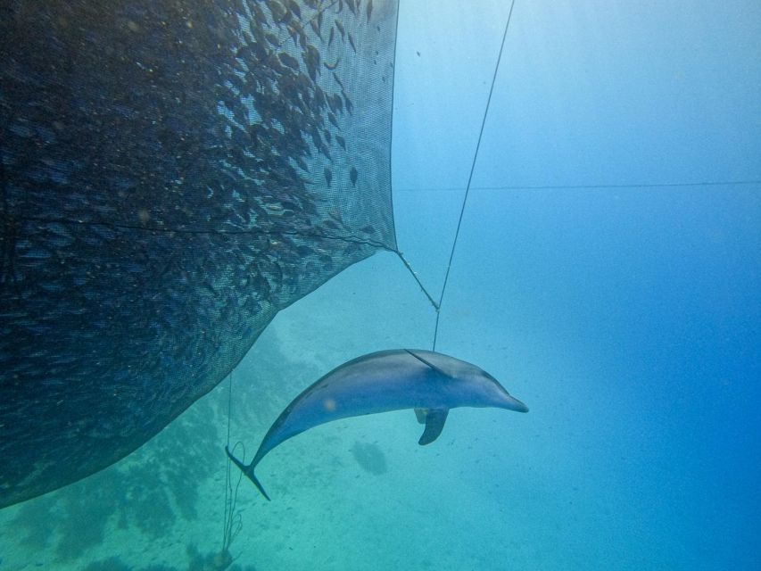 Kamiros Skala: Marine Life Experience by Boat - Families, couples, and first-time snorkelers