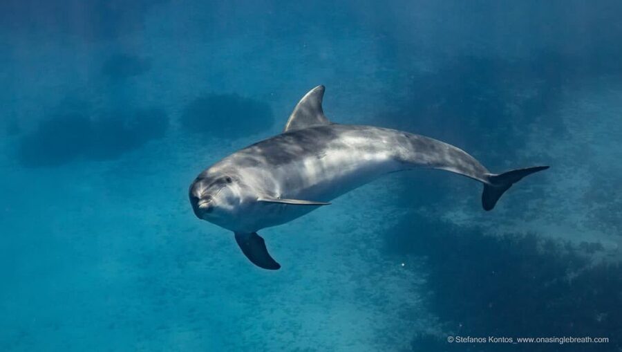 Kamiros Skala: Marine Life Experience by Boat - The return route gives you one more wildlife chance