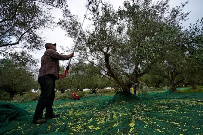 Katakolon Small Group Tour: Olympic site, Honey/Olive Oil Tasting - My verdict: book it for the mix, not just the ruins