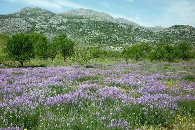 Katharo Route Tour from Agios Nikolaos - Why this 4x4 route shows you a different Crete