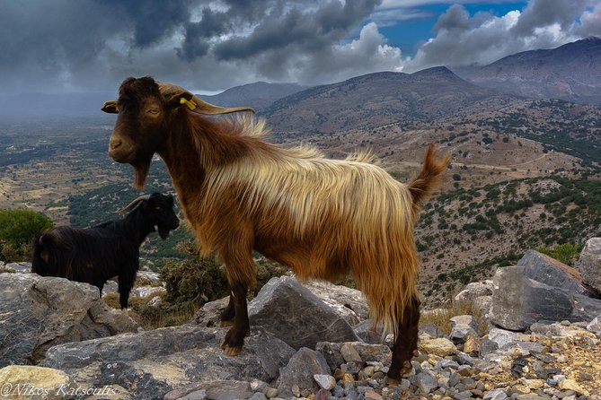 Katharo Route Tour from Agios Nikolaos - What the guides add to the day