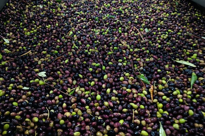 Kleanthi Olive Farm: Guided Tour with Local Delicacies Tasting - When to visit and what to plan