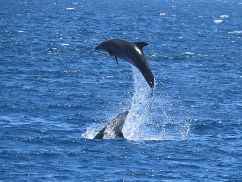 Kos: 3-Island Cruise with Lunch and Hotel Transfer - Key points to know before booking