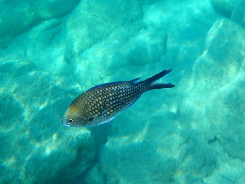 Kos: Kefalos Bay Boat Cruise with Fishing, Swimming, & Meal - The crew and the tone of the trip