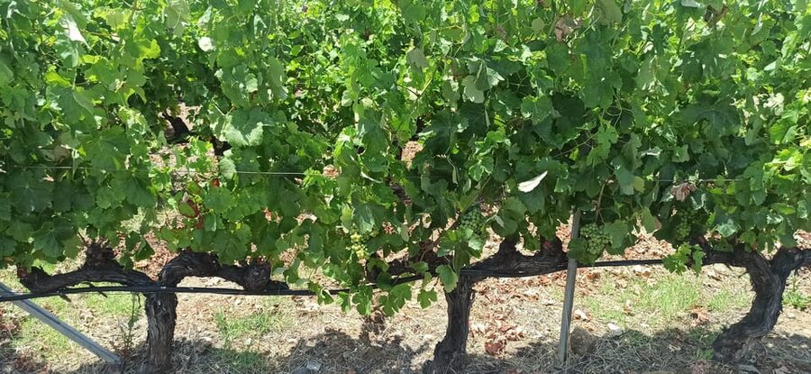 Kos: Wineries Tour w/ Wine Tastings & Transportation - The wine selection is generous, but lunch is not included