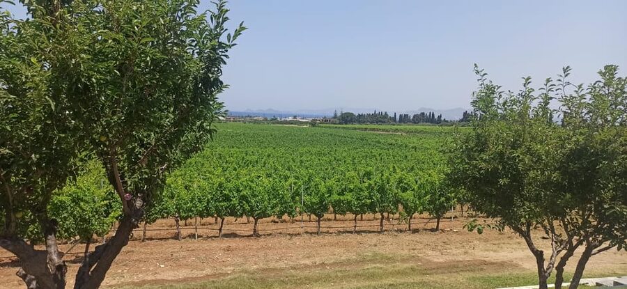 Kos: Wineries Tour w/ Wine Tastings & Transportation - What the views and vineyard walk add