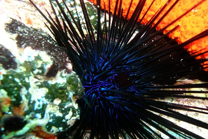 Lets Go Diving with pickup from hotel - From hotel pickup to Pserimos waters