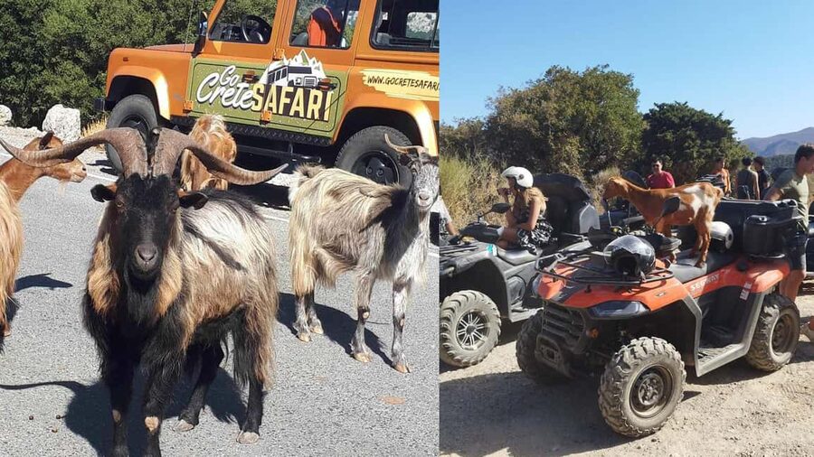 Malia: Off-Road Quad Safari Tour with Lunch and Transfers - Off-road riding through olive groves and vineyards