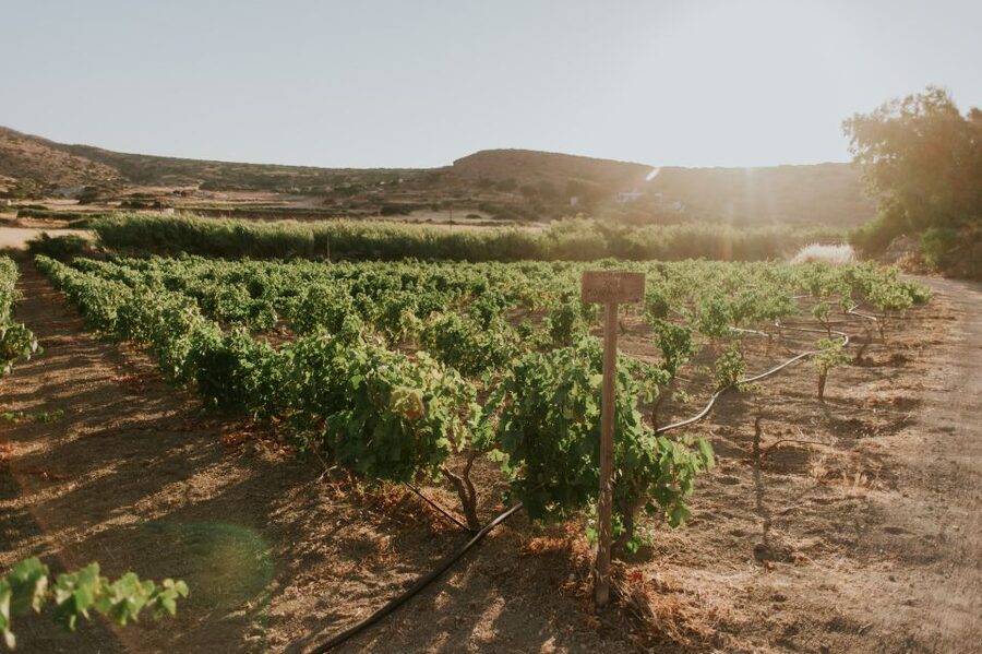 Milos Island: Kostantakis Winery Wine Tasting Experience - Getting to Pollonia and planning your time
