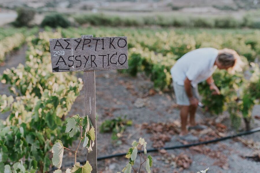 Milos Island: Kostantakis Winery Wine Tasting Experience - Who will enjoy this most?