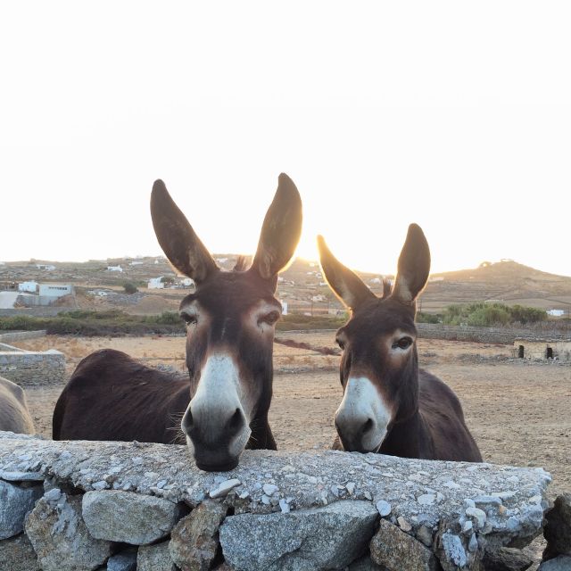 Mykonos: Full-Day Sightseeing Tour with Lunch - A long lunch at the Mykonian Farm