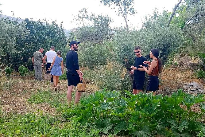 Naxos:Half-day cooking class at Basiliko - The farm walk and choosing the ingredients