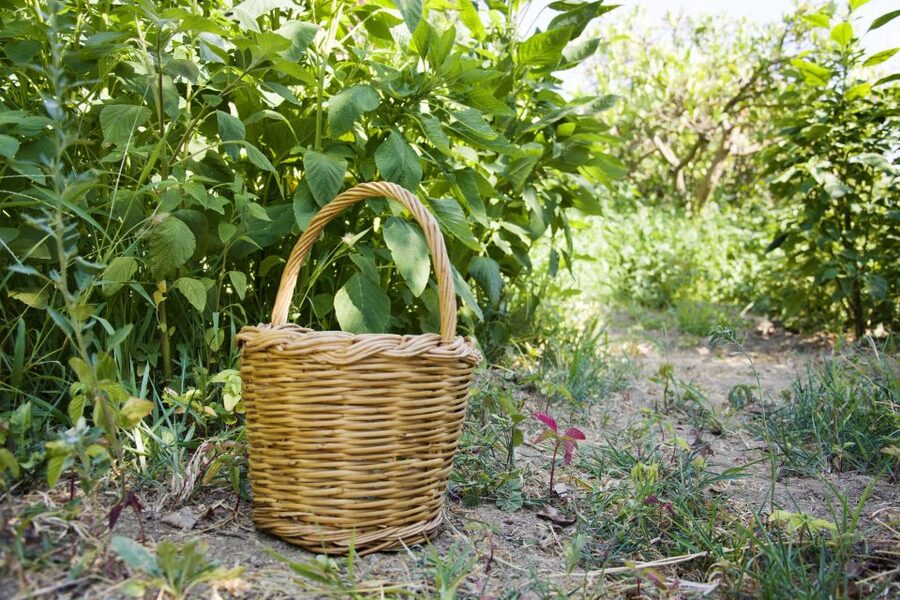 Naxos: Half-Day Cooking Class at Basiliko Family Tavern - Key points to know before booking