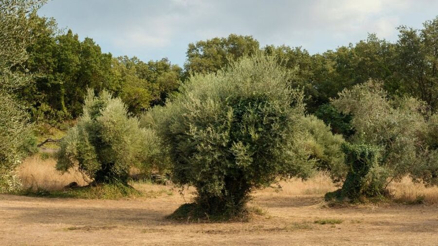 North Corfu: Olive Tour with Olive Oil Tasting and Mezze - Who will enjoy this olive tour most