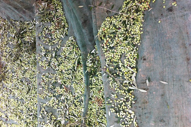 Olive Oil Tasting Tour - Starting among the olive trees at Koronekes