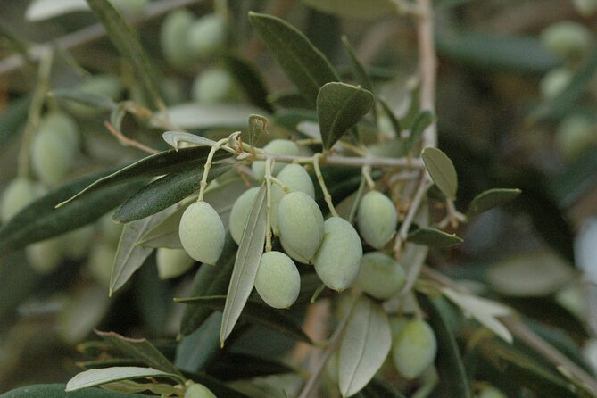 Olive Oil Tasting Tour - Judging the $19.36 price