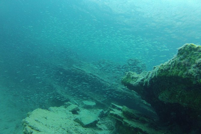 Olous – Guided Snorkelling Excursion to Discover Olous Sunken Ancient City - Fish, octopus, starfish, and the seagrass