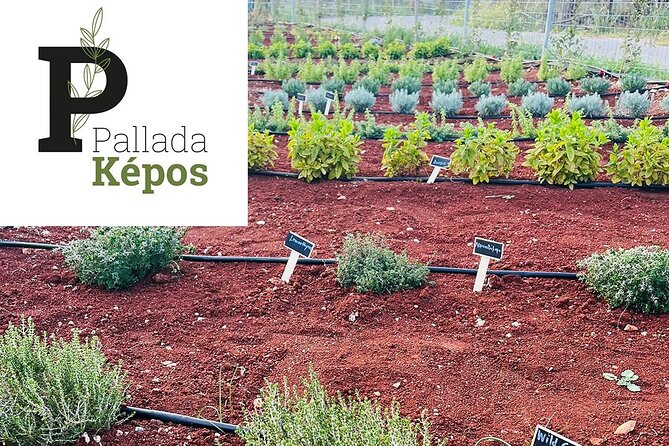 Pallada Semi-Private Olive Oil Tours in Sternes, Chania - What the $41.94 price buys you