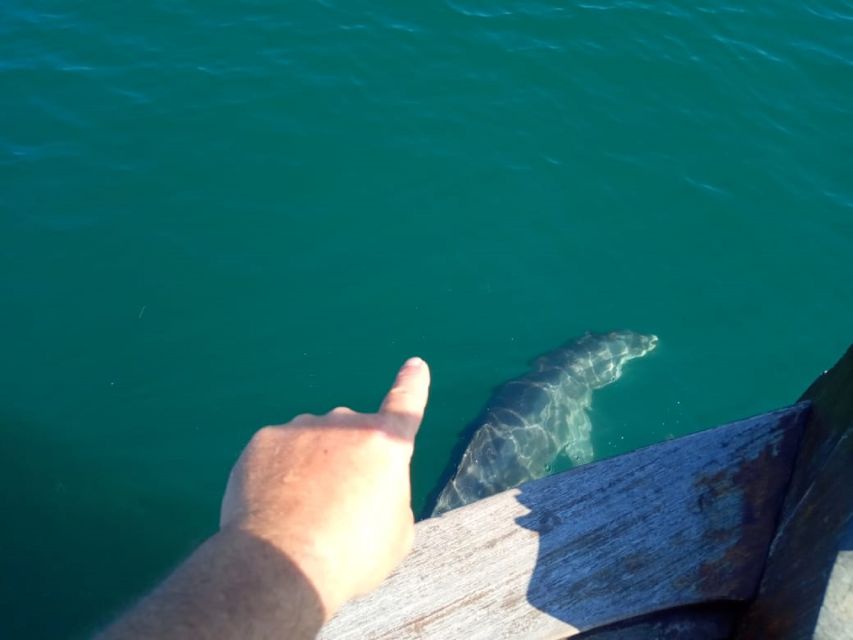 Preveza: Dolphin Watching Cruise with Lunch and Drinks - Dolphin watching near the fish farms