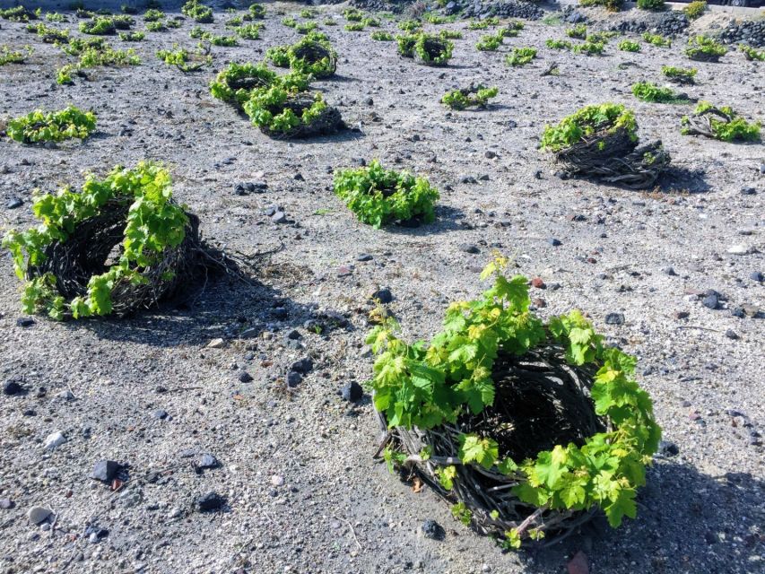 Private Group Visit to Akrotiri & 3 Wineries with Tastings - Is $294 per person good value?