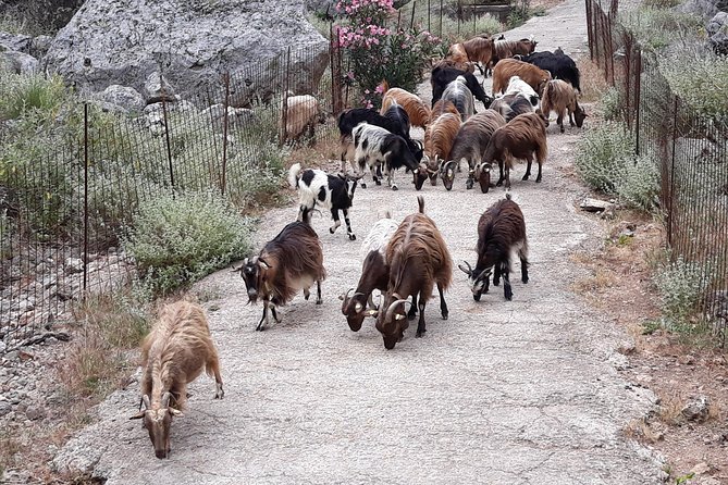 Private - Jeep Safari Tour with Lunch and Tastings - Vouves and the 3,000-year-old olive tree