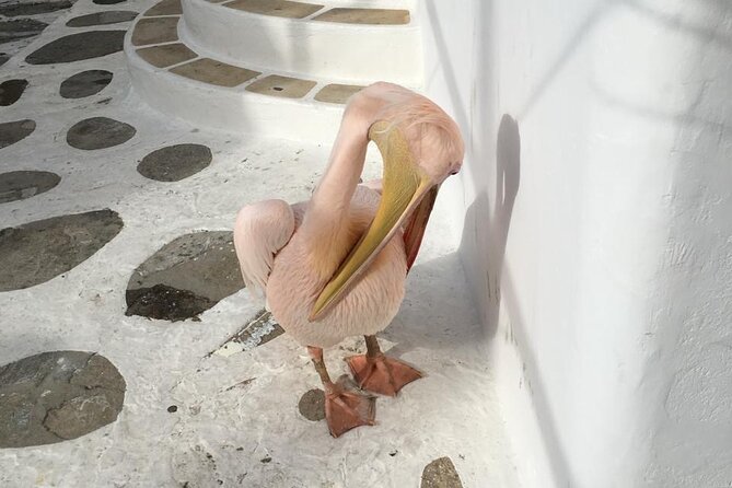 Private Tour: 4 Hours Mykonos Island Tour - Like a Local - Kalafatis and Kalo Livadi beaches