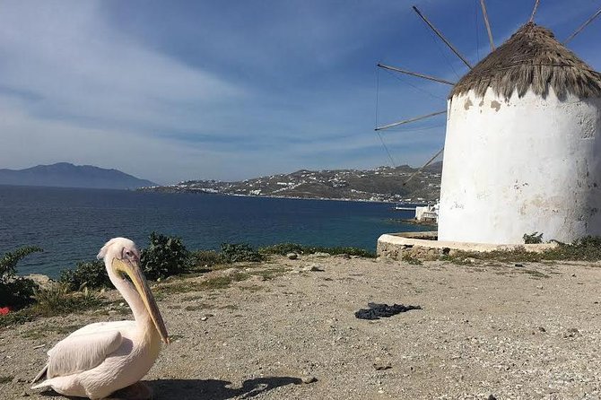 Private Tour: Mykonos Island in Half a Day - Pickup, timing, and cruise-day practicalities