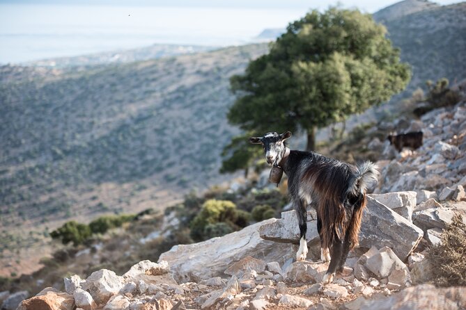 PRIVATE-Zeus Cave-Knossos-Olive oil Factory-Traditional Villages. - A Cretan Winery and Optional Wine Tasting