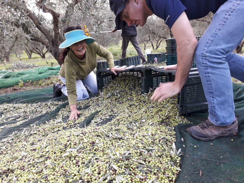 Rethymno: Olive Oil Tasting with Cretan Food Pairing - Who will enjoy this experience most?