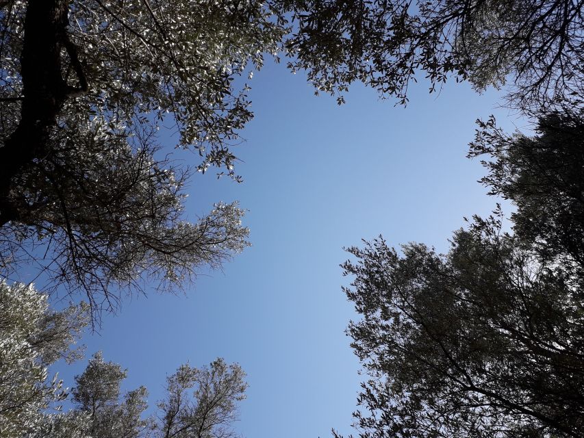 Rethymno: Olive Oil Tasting with Cretan Food Pairing - Walking through the ancient trees