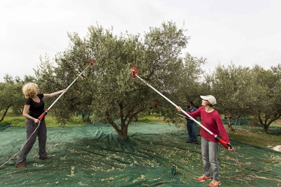 Rethymno: Olive Oil Tasting with Cretan Food Pairing - Meeting Aspassia and leaving Rethymno
