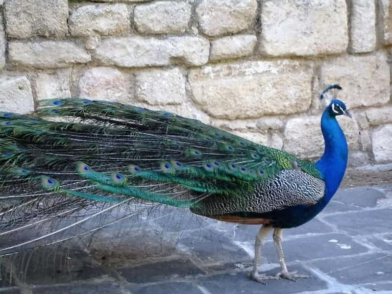 Rhodes: Butterfly Valley and Filerimos Hill Bus Trip - Should you book the Butterfly Valley and Filerimos trip?
