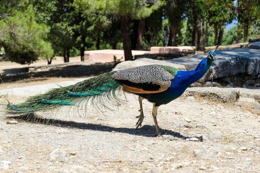 Rhodes: Filerimos Hill and Butterfly Valley Bus Trip - The Valley of Butterflies: a shaded walk with seasonal drama