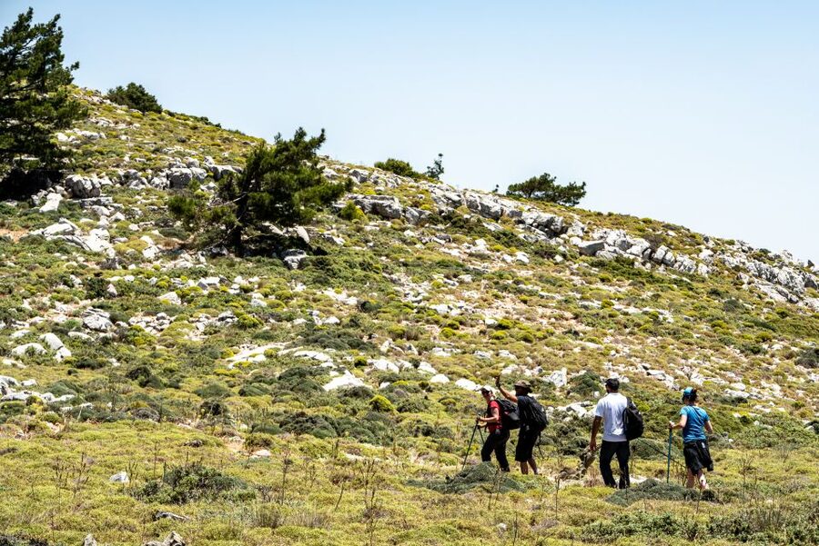 Rhodes: Hiking Tour to the Summit of Akramitis with Photos - The pine-forest descent changes the mood