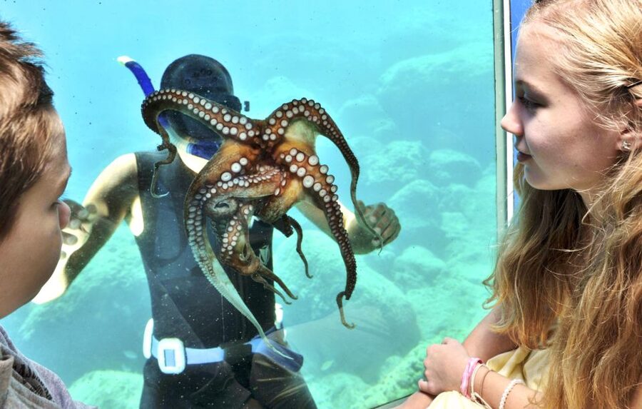 Rhodes Town: Yellow Submarine Cruise with Underwater Views - Key points to know before you book