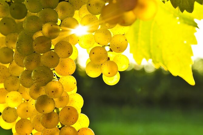 Rhodes Wine & Food Tour: 10 Meal Course Lunch, Wine Tasting, Cooking Class - A family winery beyond Rhodes town