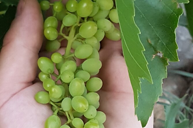 Rhodes Wine & Food Tour: 10 Meal Course Lunch, Wine Tasting, Cooking Class - Tasting five wines with Jason