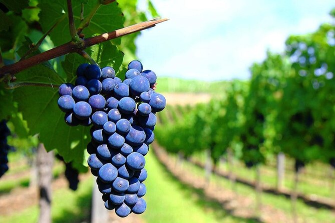Rhodes Wine & Food Tour: 10 Meal Course Lunch, Wine Tasting, Cooking Class - Is $156.01 a fair price?