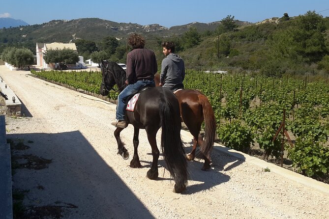 Rhodes Wine & Food Tour: 10 Meal Course Lunch, Wine Tasting, Cooking Class - Walking the vines and seeing the distillery