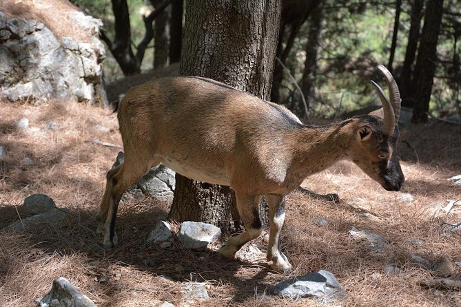 Samaria Gorge Hike - Is the $45.65 price good value?