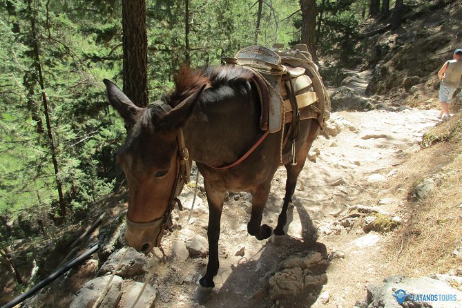 Samaria Gorge Trek: Full-Day Excursion from Chania with Guide - Who should book this Samaria Gorge excursion?