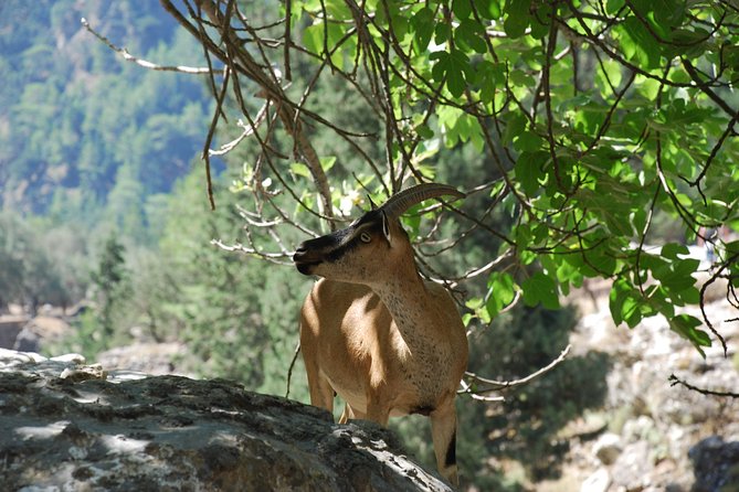Samaria Gorge Trek: Full-Day Excursion from Rethymno with Guide - Forest, springs, and rough river crossings