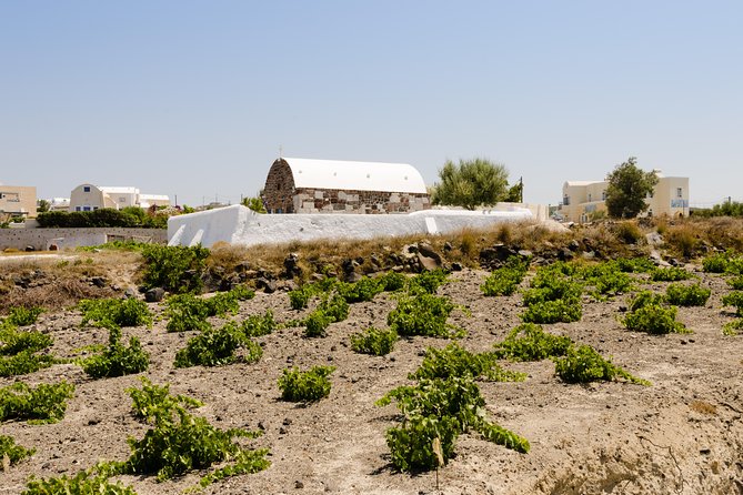 Santorini Highlights and Venetian Castles Small-Group Day Tour - Wine tasting in an old canava